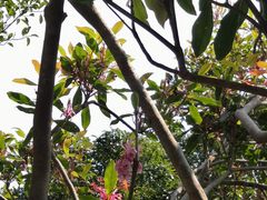 -梧桐山风景名胜区