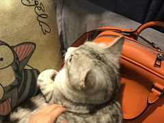 -吉丁鸟咖·异宠·寄养