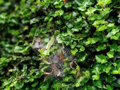 -三清山希尔顿度假酒店