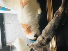 -吉丁鸟咖·异宠·寄养