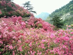 android_upload_pic-木兰云雾山