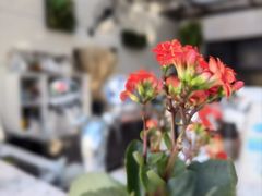 -La Maison 夜来香(进贤路店)