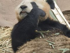 -都江堰中华大熊猫苑