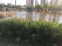 -前关湿地公园