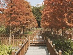 -五缘湾湿地公园