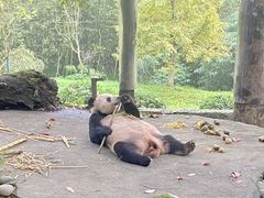 -都江堰中华大熊猫苑