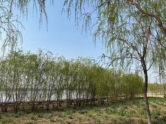 -西青郊野公园