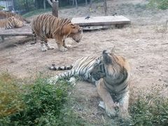 -大连森林动物园