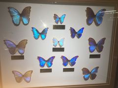 -上海昆虫博物馆