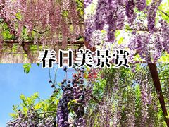 -嘉定紫藤园
