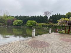 -嘉定紫藤园