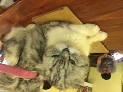 猫色咖啡-猫色咖啡·猫咖