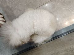 -半岛宠物医院24小时·内窥镜·牙科·碎石中心(府城大道店)