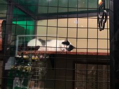 -猫咪博物馆(顶澳仔猫街店)