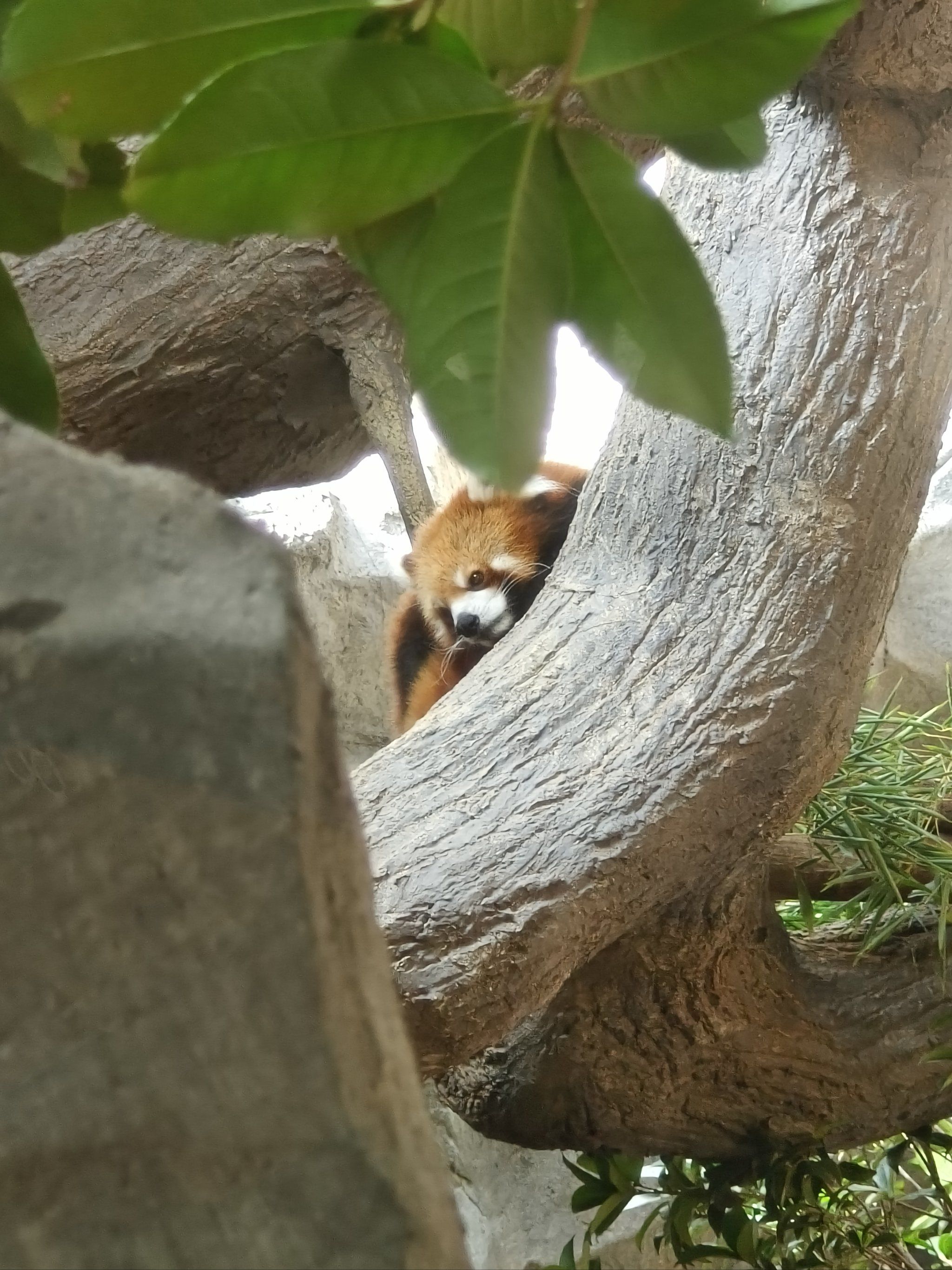 树上的小短尾猴