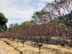 -南国桃园旅游度假区