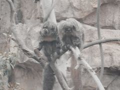 -上海野生动物园