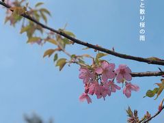-顾村公园