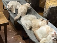 -猫猫幼稚园·撸猫·桌游·电玩