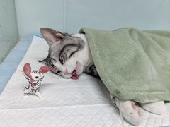 -达爱动物医院·犬猫分区·CT·复杂眼科(远洋山水分院)