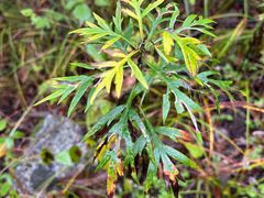 -青峰峡国家森林公园