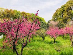 -南汇桃花村