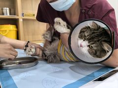 -艾贝尔宠物医院·24H转诊中心·肿瘤猫专科(江宁双龙店)