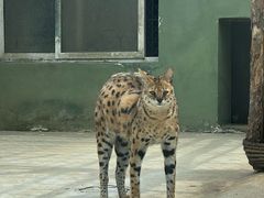 -栾川竹海野生动物园