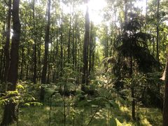 -合肥滨湖国家森林公园