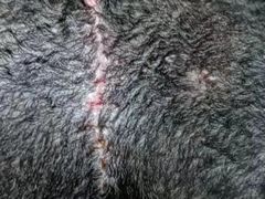 -乐琪宠物医院·犬猫专科·骨外科·急重症