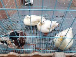 -Moni星球萌宠·小马宝莉·灵蛇·高端高阶全萌宠互动体验俱乐部(红豆国际广场店)