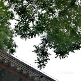 国际博物馆日打卡孔庙国子监👣