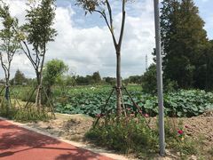 -上海长兴岛郊野公园