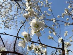 -桃花堤公园