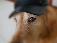 -爱侣宠医·鹦鹉专科·小型哺乳类·异宠专科(灵石路店)