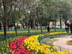 -洛阳郁金香牡丹园