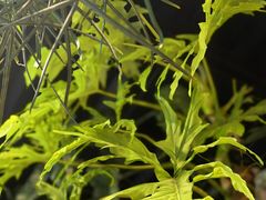 -自由生长植物工作室(深港花卉中心店)