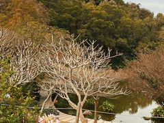-深圳仙湖植物园