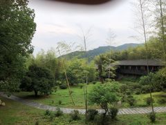 -大唐贡茶院