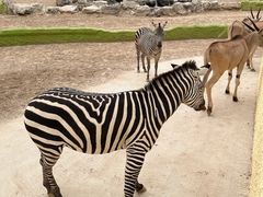 -北京野生动物园
