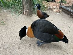 -费瑟代尔野生动物园