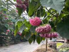 -呀路古热带植物园