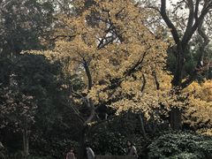 -秋霞圃