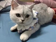 -欣宠猫屋·矮脚拿破仑·蓝金金渐层