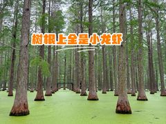 -渌洋湖湿地公园