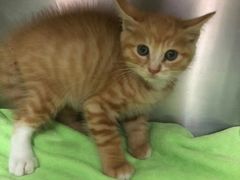 -安安宠医·臻爱宠物医院(簇锦北路分院)