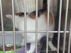 -美联众合动物医院·24h京西诊疗中心