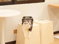 -有喵·猫咖·狗咖·30几只猫10只小狗(岗厦店)