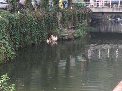 -Local泰莲庭(虹鳟鱼店)