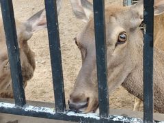 -石家庄市动物园